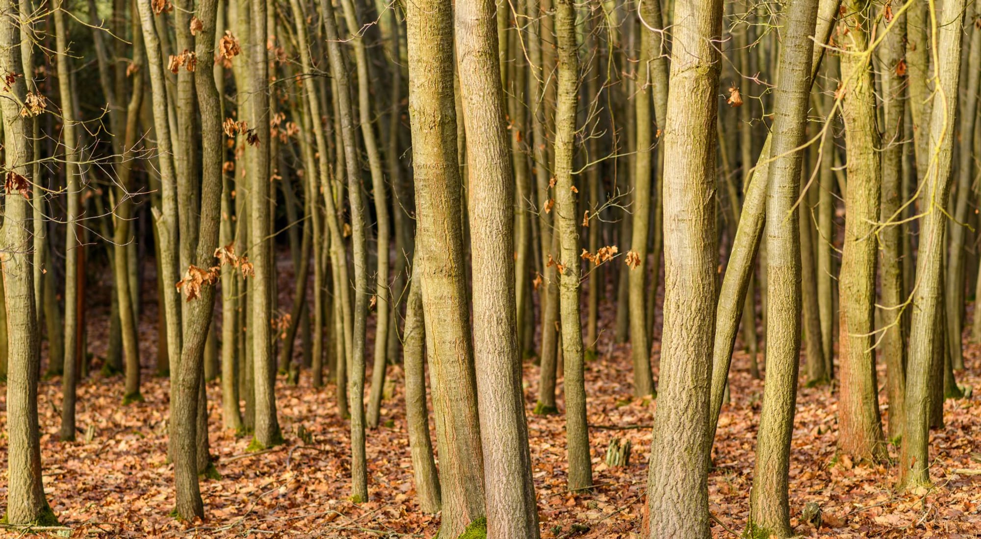 A quiet hardwood forest stand in soft autumn light